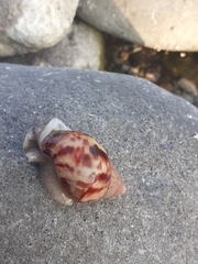 Gastropoda