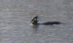 Phalacrocorax carbo