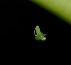 Cetratus rubropunctatus