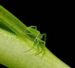 Cetratus rubropunctatus