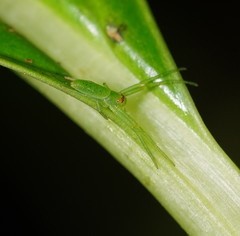 Cetratus rubropunctatus