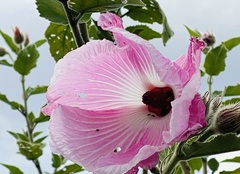 Hibiscus splendens