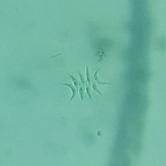 Tetradesmus lagerheimii
