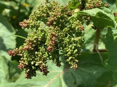 Rumex alpinus