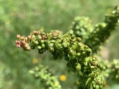 Rumex alpinus