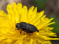 Anthaxia nigrojubata