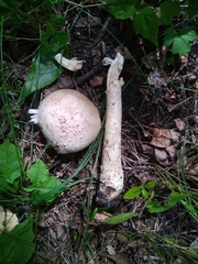 Saproamanita vittadinii
