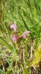 Pedicularis sylvatica