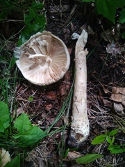 Saproamanita vittadinii