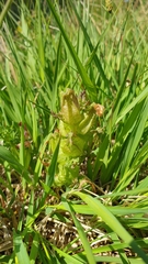 Pedicularis sylvatica