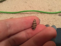 Maculotriton serriale