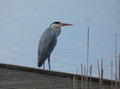 Ardea cinerea