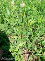 Plantago urvillei
