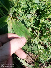 Plantago urvillei