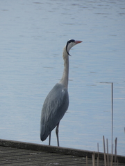 Ardea cinerea