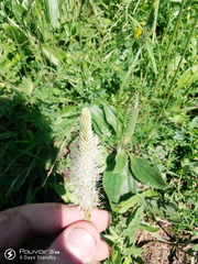 Plantago urvillei