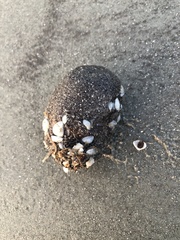 Sclerodactyla briareus