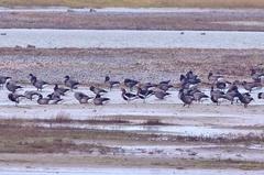 Branta ruficollis
