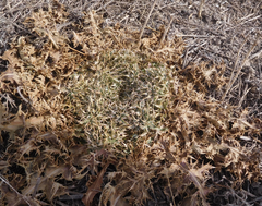 Cirsium ochrocentrum