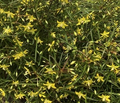 Lysimachia quadriflora