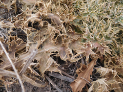 Cirsium ochrocentrum