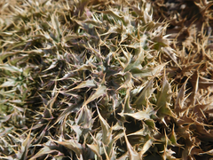 Cirsium ochrocentrum