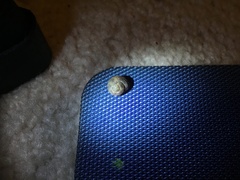 Eurytrochus strangei