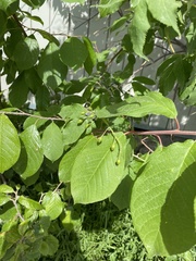 Prunus padus