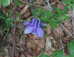 Aquilegia dumeticola