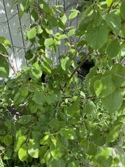 Prunus padus
