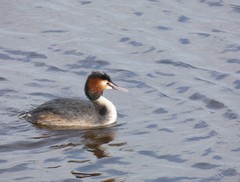 Podiceps cristatus