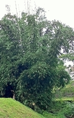 Bambusa oldhamii
