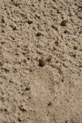 Myrmeleon formicarius