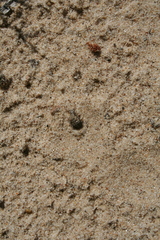 Myrmeleon formicarius