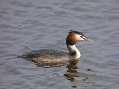 Podiceps cristatus