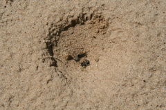 Myrmeleon formicarius