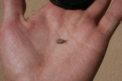 Myrmeleon formicarius