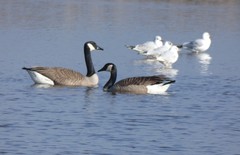 Branta canadensis