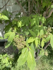 Sambucus sibirica