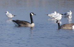Branta canadensis