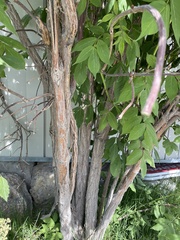 Sambucus sibirica