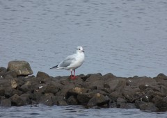 Chroicocephalus ridibundus