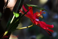 Passiflora tholozanii