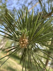 Pinus sylvestris