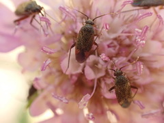 Lepidargyrus ancorifer