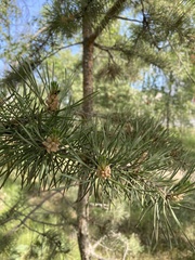 Pinus sylvestris