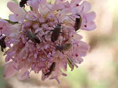 Lepidargyrus ancorifer