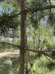 Pinus sylvestris