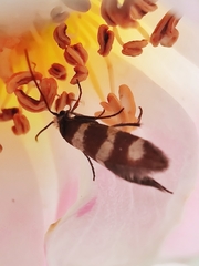 Micropterix aureatella