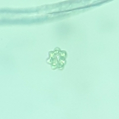Coelastrum